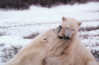 polarbear12s.jpg