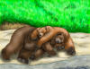 art62