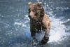 brownbear0s.jpg