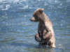 brownbear12s.jpg