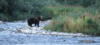 brownbear15