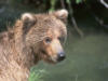 brownbear16