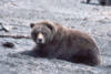 brownbear17