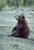 brownbear18