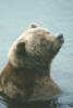 brownbear19