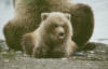 brownbear22