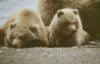 brownbear23
