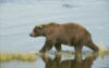 brownbear24