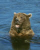 brownbear25