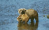 brownbear27