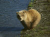 brownbear28