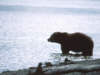 brownbear2s.jpg