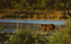 brownbear30
