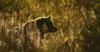 brownbear31