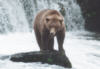 brownbear32