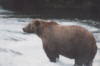 brownbear33