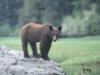 brownbear34