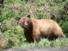 brownbear35