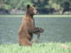 brownbear36