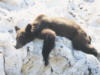 brownbear37