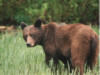 brownbear38