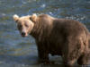 brownbear39