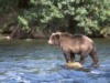 brownbear40