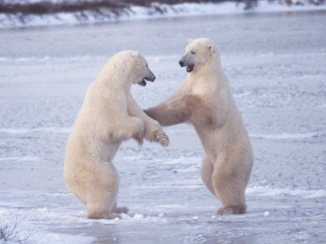 Fuzzy Photo's Polar Bears/ Wildlife Photography